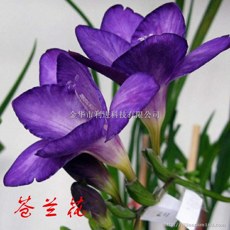 供应香味整理剂 面料香味剂 芳香整理剂