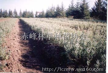 供应沙棘种子、苗木