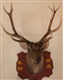 供应鹿头标本