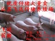 想购买优质苗猪还是到猪场来