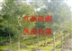 供应杜英