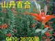 供应自家的珍稀耐寒百合种球40万个