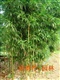 供应园林工程绿化苗木竹子