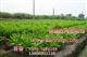 供应蜜柚