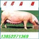 销售崽猪