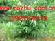 供应麻竹笋苗 麻竹种苗 麻竹头苗 大头苗 甜竹苗 