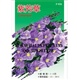 供应紫芳草种子