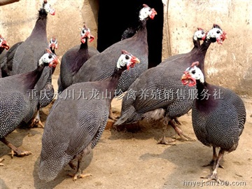 重庆珍珠鸡养殖，重庆珍珠鸡销售，重庆珍珠鸡苗批发