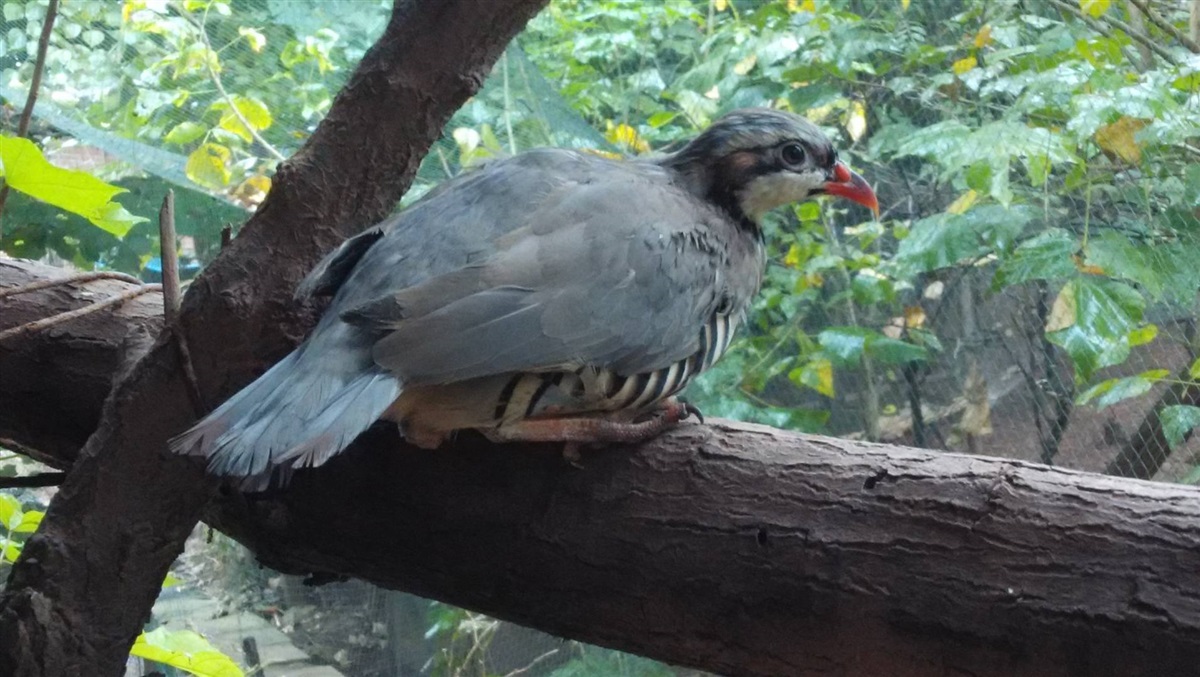 重庆鹧鸪养殖，重庆鹧鸪销售，重庆鹧鸪苗批发