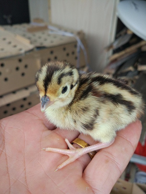 贵州野鸡，贵阳野鸡，遵义野鸡，桐梓野鸡，铜仁野鸡，