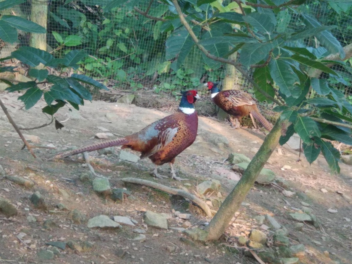 贵州野鸡，贵阳野鸡，遵义野鸡，桐梓野鸡，铜仁野鸡，
