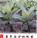 枇杷苗