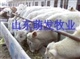 供应优质改良肉牛、育肥小公牛、牛犊、种牛