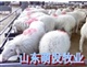 常年供应：优质鲁西小尾寒羊
