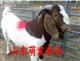 常年低价供应：优质波尔山羊