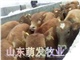 广东养牛 福建养牛引种还是到萌发牧业 优质肉牛品种任你选