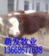山东肉牛、肉羊*调拨繁育基地