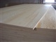供应松木胶合板pineplywood