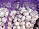大量供应优质金乡大蒜2011