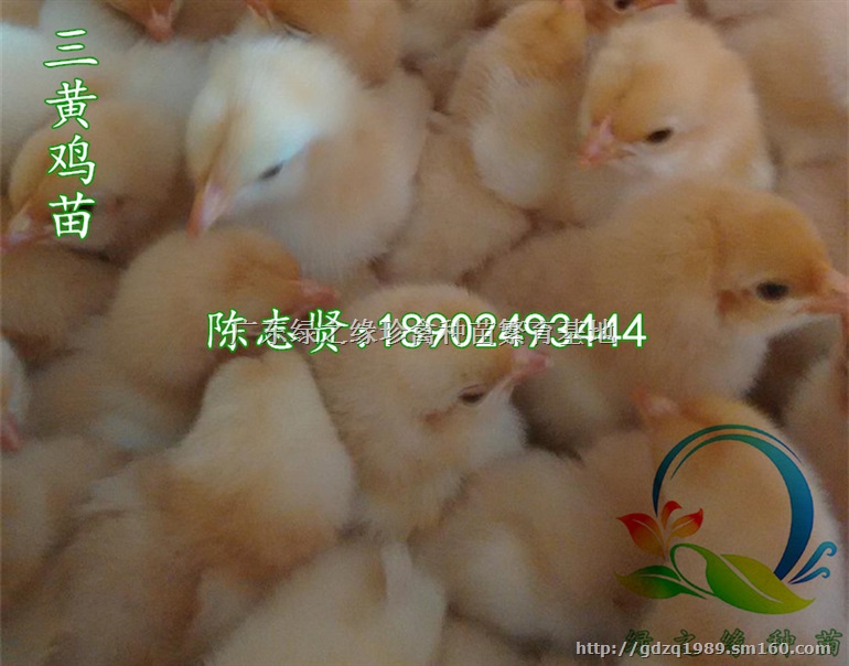 韶关野鸡,韶关野鸡苗,贵妃鸡苗,珍珠鸡苗可发货至韶