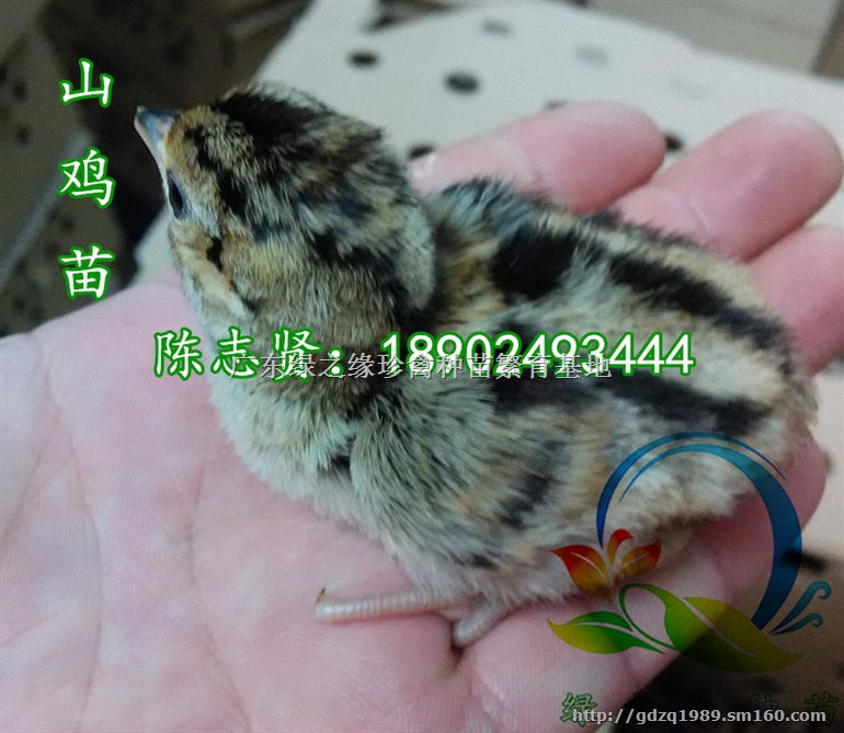 韶关野鸡，韶关野鸡苗，贵妃鸡苗，珍珠鸡苗可发货至韶