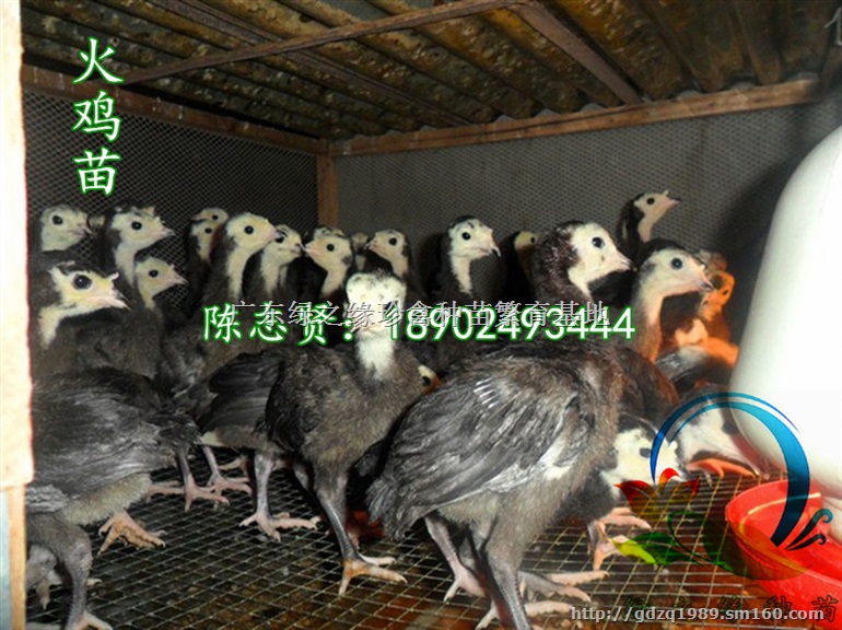 海南野鸡苗，三亚野鸡苗，海南野鸡，野鸡苗每周供应8
