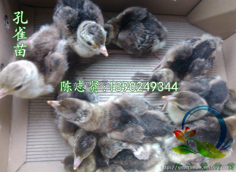 海南野鸡苗，三亚野鸡苗，海南野鸡，野鸡苗每周供应8