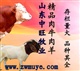 购买优良肉牛肉羊到山东中旺牧业