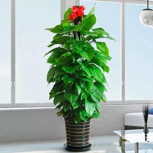 绿萝租赁销售,合肥绿植租摆,合肥花卉公司