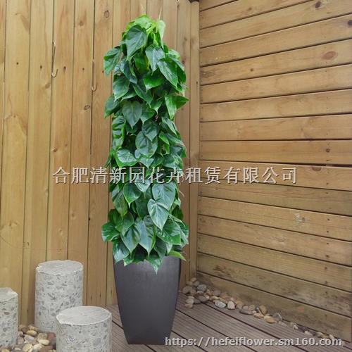 杏叶藤租售,合肥植物租赁销售,合肥花卉批发,合肥花