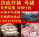 江苏海天仔猪三元苗猪养殖场供应长白苗猪价格仔猪市场行情养殖信