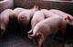 卖仔猪 猪崽