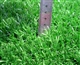 高密度单丝人造草坪 多用途人造草坪