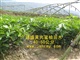 供应黄肉蜜柚苗木