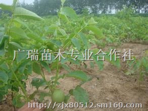 山桃苗价格占地苗山桃苗产地山桃苗销售