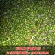 江苏罗汉松种子_罗汉松种子价格_沭阳天晨种子