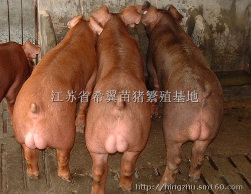 常年远销良种苗猪仔猪种猪等