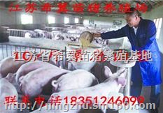 常年远销良种苗猪仔猪种猪等