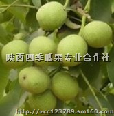 陕西青皮核桃价格，陕西薄皮香玲新疆八号核桃产地