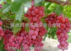 陕西红提葡萄价格，库红提葡萄批发价格行情