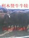 远航牧业高效肉牛养殖技术 肉牛牛犊 小牛育肥技术