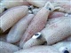 批发冷冻墨鱼仔 ，批发冷冻鲍鱼 ，批发冷冻银鱼
