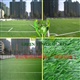 足球场人造草建设/户外足球场人造草/优质人造草生产