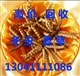 高价回收冬虫夏草13041111086