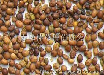 苦参种子