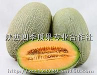 陕西哈密瓜价格/大荔县大棚哈密种植基地销售行情价格