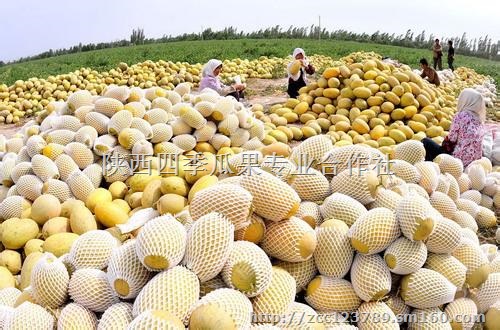 陕西哈密瓜价格/大荔县大棚哈密种植基地销售行情价格