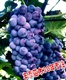 巨峰葡萄苗批发根系发达芽眼饱满山东省巨峰葡萄苗