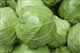 供应优质洋白菜