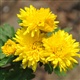 野菊花提取物、wild chrysanthemum